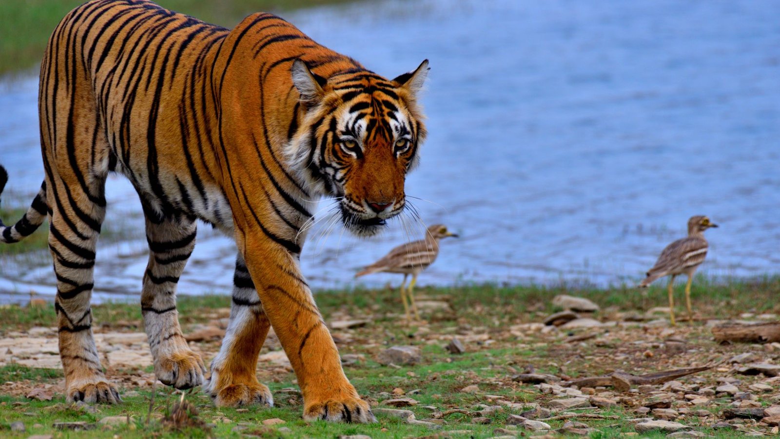 Golden Triangle Tour 5 Nights 6 Days with Wildlife mobile image 6